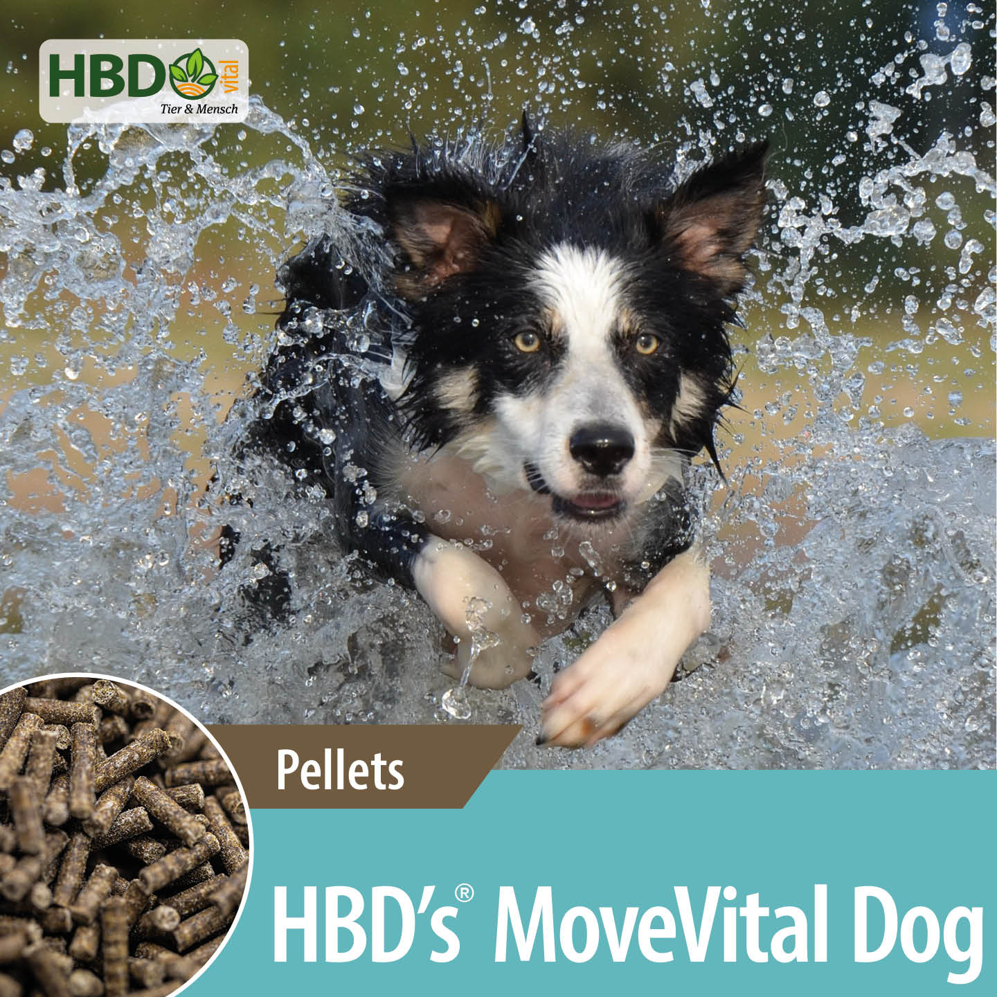 Shopbild für HBD’s MoveVital für Hunde - Das Bild zeigt den Produktnamen sowie den Hinweis, dass es sich um Pellets handelt. Ein schwaerz/weiß/brauner Hund der durch Wasser sprintet ist zu sehen.