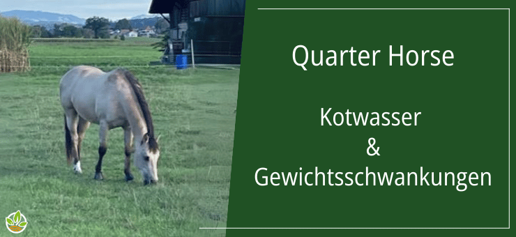 Foto eines Quarter Horse, das auf einer Wiese grast, betroffen von Kotwasser und Gewichtsschwankungen.