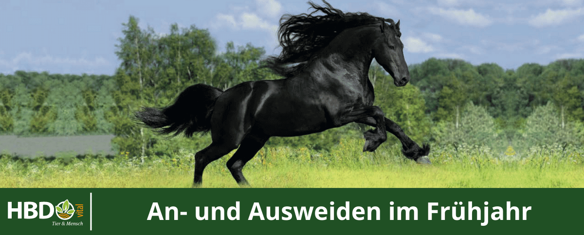 Schwarzes steigendes Pferd auf grüner Wiese HBD Logo und Titel Fachbericht