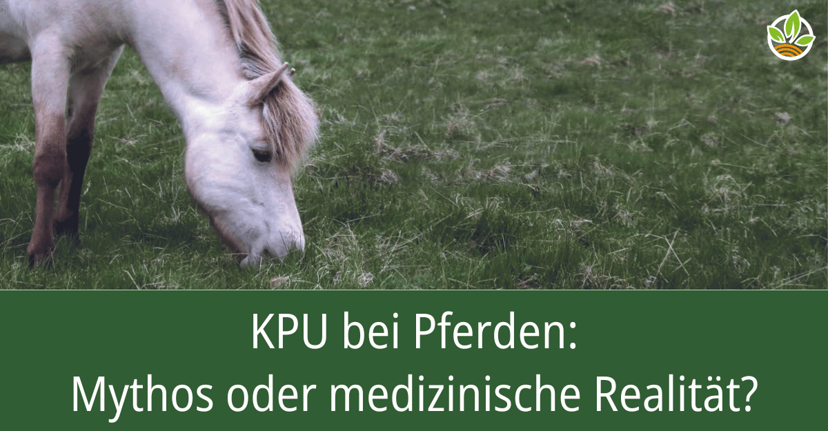 Ein weißes Pferd grast auf einer Wiese mit dem Text "KPU bei Pferden: Mythos oder medizinische Realität?". Entdecken Sie die Hintergründe und wissenschaftliche Fakten zu KPU bei Pferden.