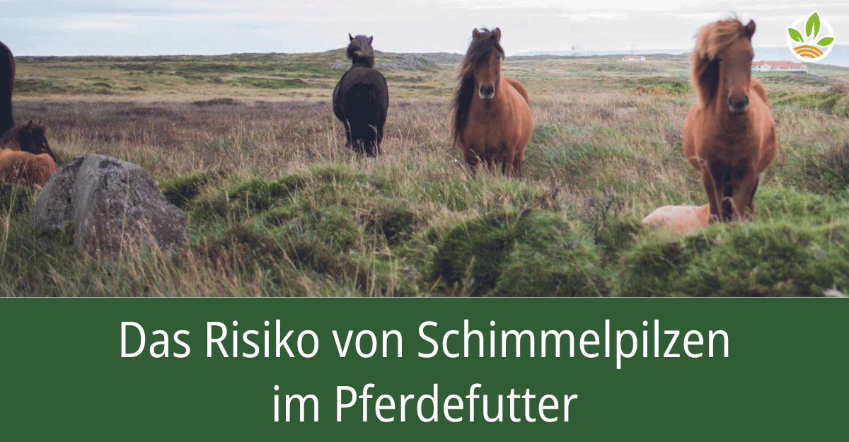 Eine Gruppe von Pferden steht auf einer Weide mit dem Text "Das Risiko von Schimmelpilzen im Pferdefutter". Der Fachbericht behandelt die Gefahren und Präventionsmaßnahmen von Schimmelpilzbefall im Pferdefutter.