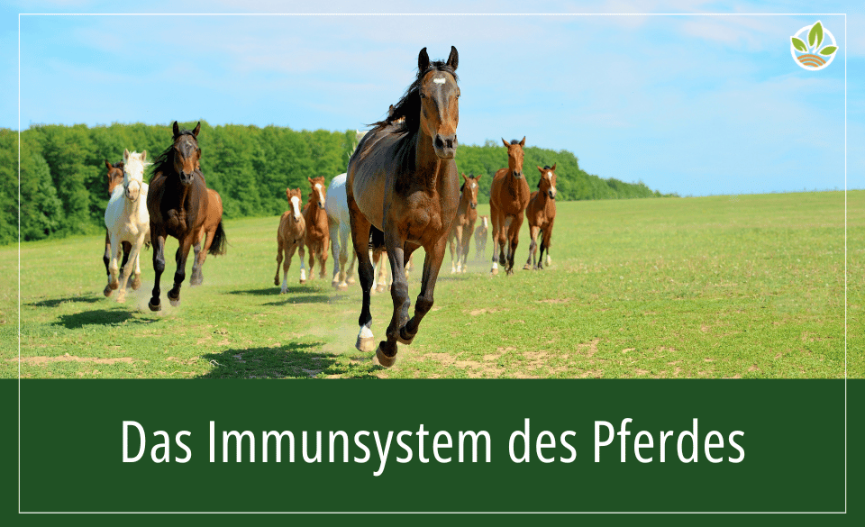 Eine Herde Pferde galoppiert über eine Wiese, mit dem Text "Das Immunsystem des Pferdes".