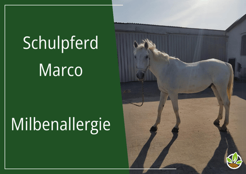 Bild von Schulpferd Marco, einem weißen Pferd, das an einer Milbenallergie leidet. Es ist der Teaser zu seinem Erfahrungsbericht mit den HBD Produkten