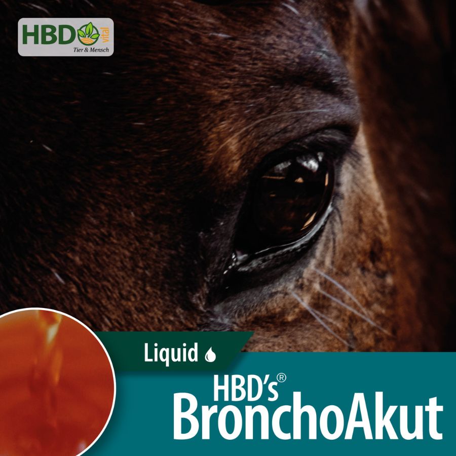 Shopbild von HBD’s BronchoAkut der Atemwegskur als Konzentrat für Pferde - Das Bild zeigt den Produktnamen sowie den Hinweis, dass es sich um ein flüssiges Produkt handelt. Eine Nahaufnahme des Kopfes eines braunen Pferdes.