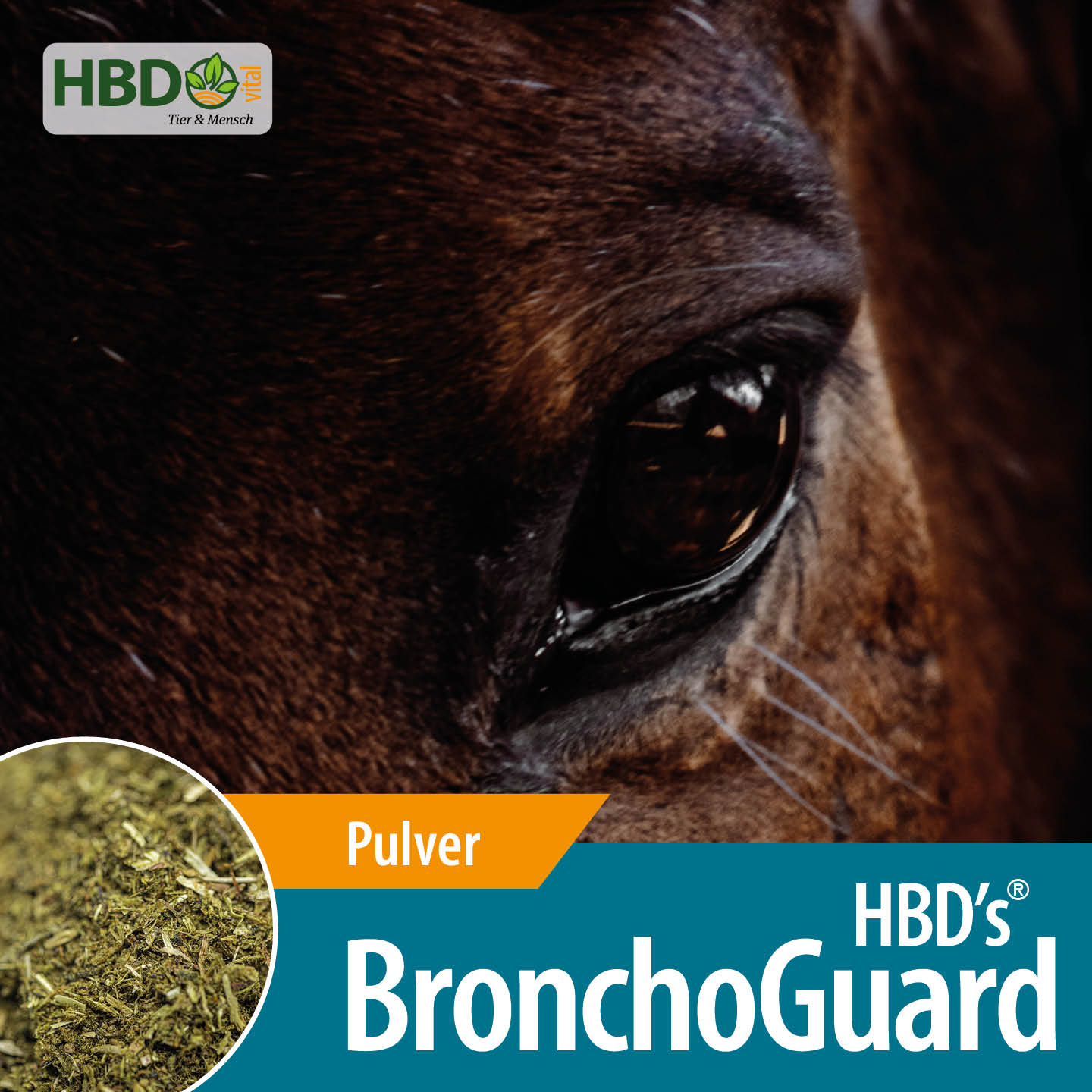 Shopbild für HBD’s BronchoGuard für Pferde - Das Bild zeigt den Produktnamen sowie den Hinweis, dass es sich um Pulver handelt. Eine Nahaufnahme des Kopfes eines braunen Pferdes