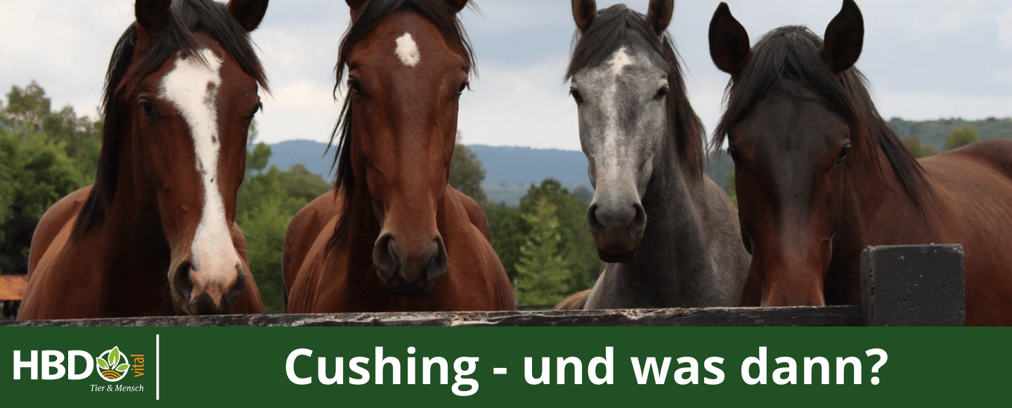 Cover des HBD Fachberichts Cushing beim Pferd und was dann