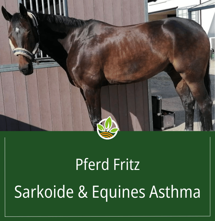 Foto des Pferdes Fritz, das an Sarkoiden und equinem Asthma leidet, aufgenommen vor einem Stall.