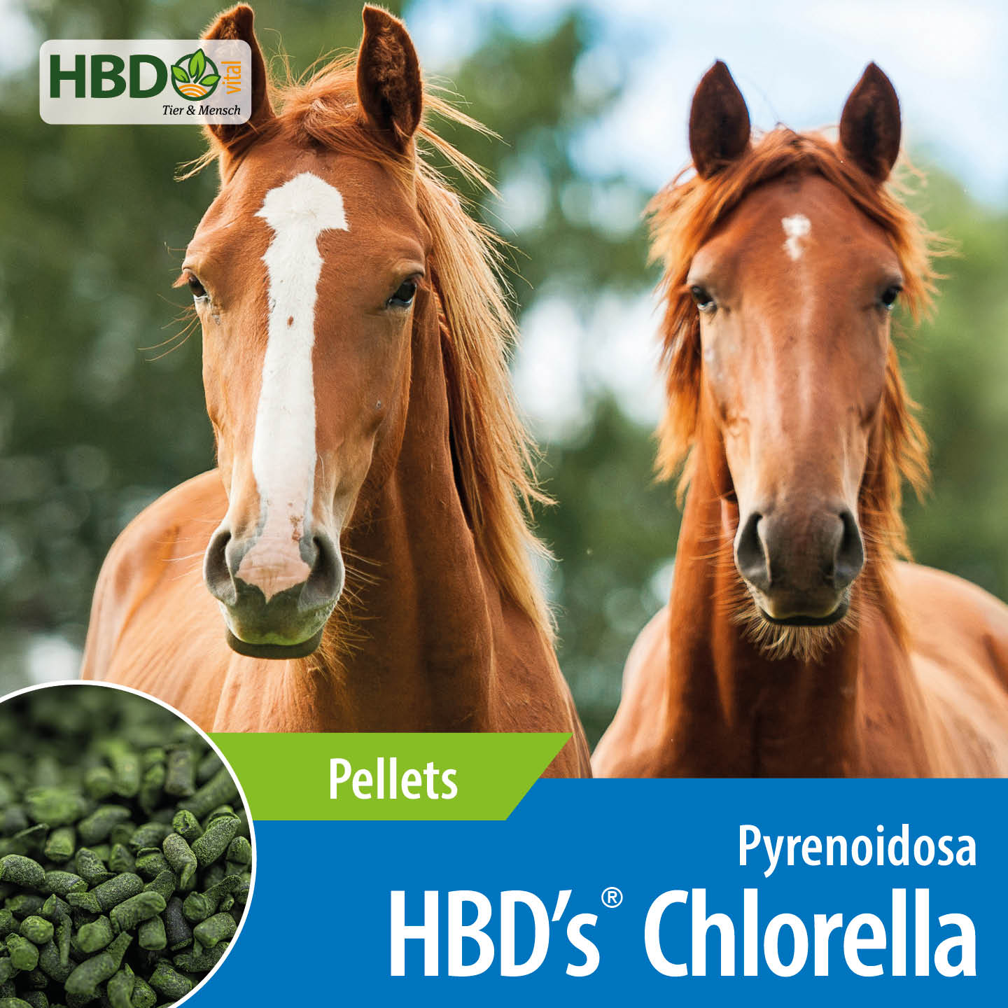 Shopbild für HBD's Chlorella Pferdefutter - Das Bild zeigt den Produktnamen sowie den Hinweis, dass es sich um Pellets handelt. Zwei hellbraune Pferdeköpfe schauen frontal in die Kamera.