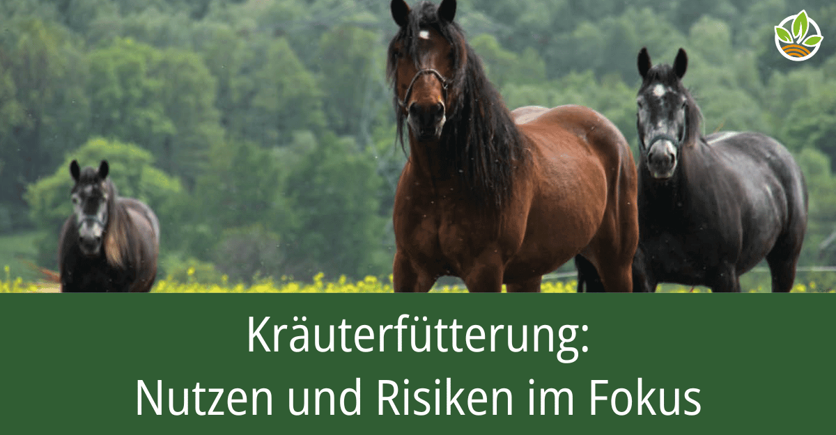 Drei Pferde auf einer Wiese mit dem Text "Kräuterfütterung: Nutzen und Risiken im Fokus". Erfahren Sie mehr über die Vorteile und möglichen Gefahren der Kräuterfütterung bei Pferden.