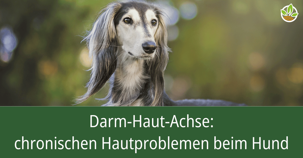 Ein Hund im Freien mit dem Text "Darm-Haut-Achse: chronischen Hautproblemen beim Hund". Erfahren Sie mehr über den Zusammenhang zwischen Darmgesundheit und Hautproblemen bei Hunden.