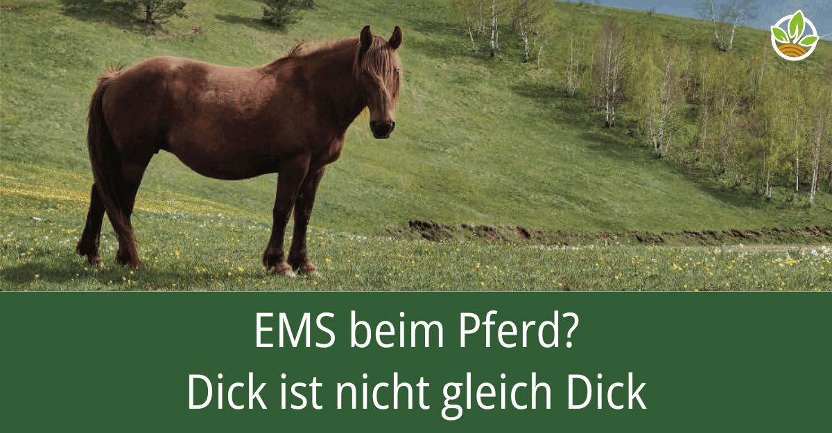 Ein Pferd auf einer grünen Wiese mit dem Titel: EMS beim Pferd? Dick ist nicht gleich Dick