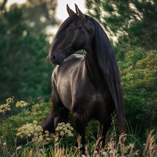 schwarzes Pferd auf Weide