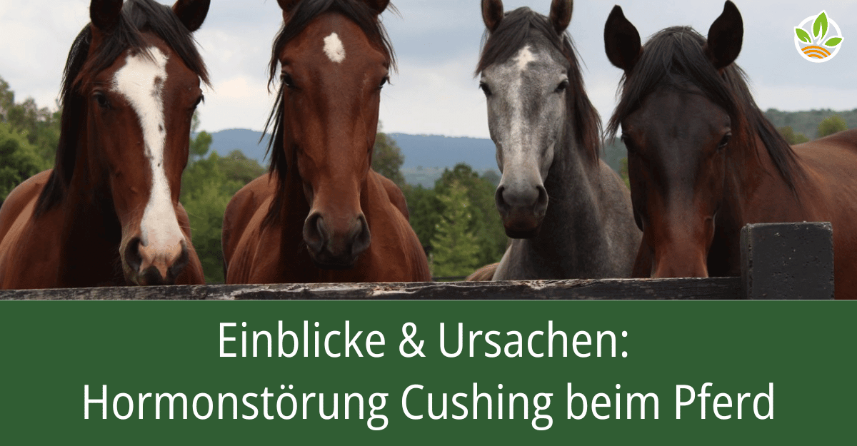 Vier Pferde blicken über einen Zaun mit dem Titel: Einblicke & Ursachen: Hormonstörung Cushing beim Pferd