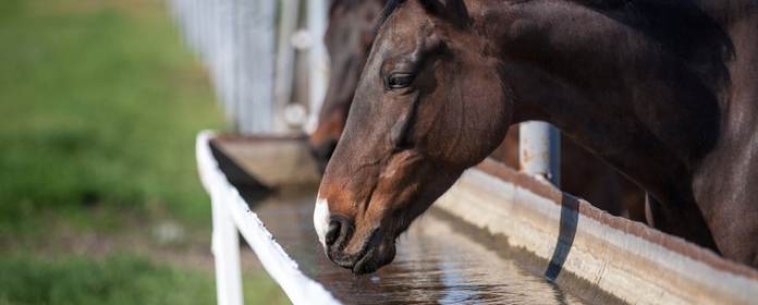 Pferd trinkt Wasser aus Tränke