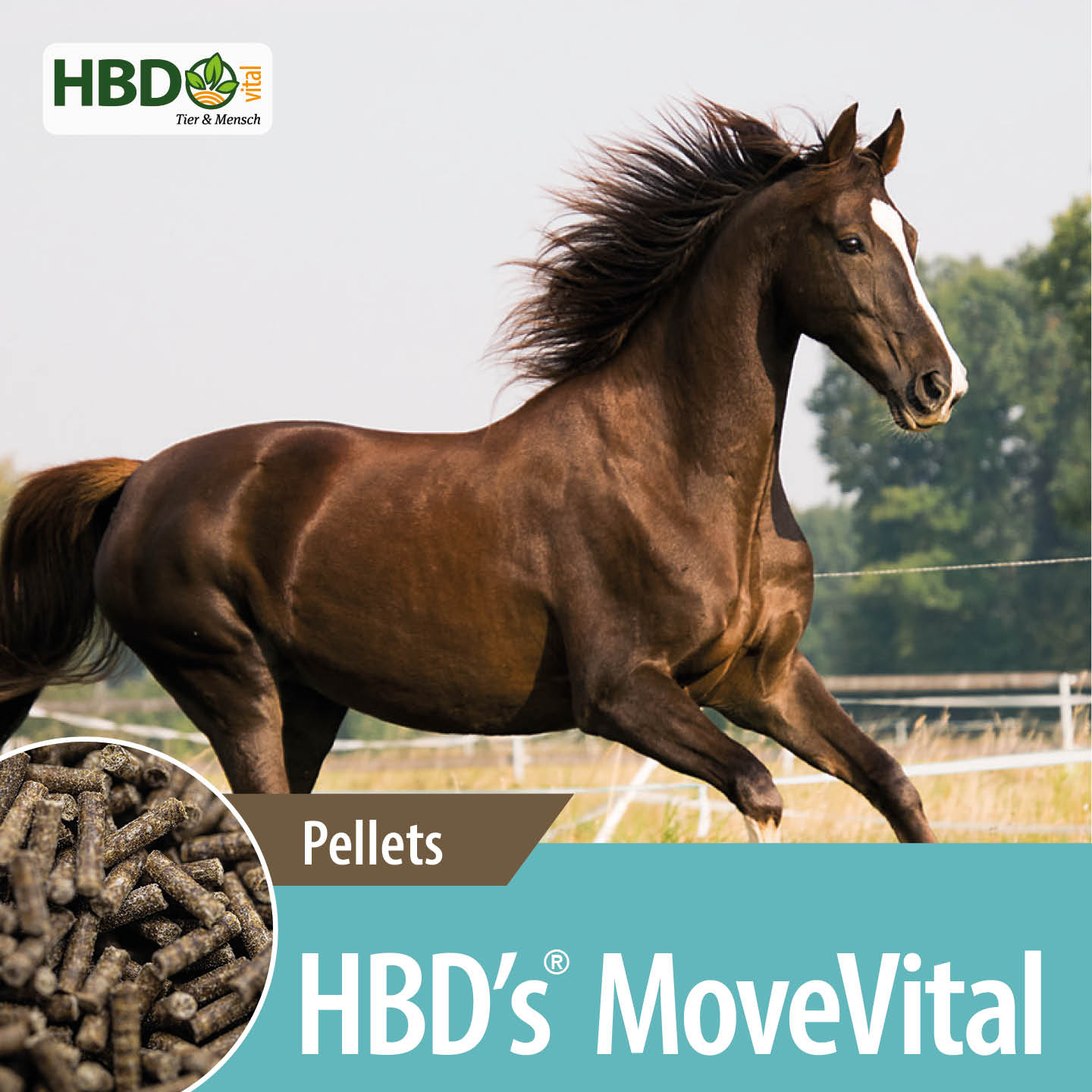 Shopbild für HBD’s MoveVital für Pferde - Das Bild zeigt den Produktnamen sowie den Hinweis, dass es sich um Pellets handelt. Ein dunkelbraunes Pferd ist zu sehen.