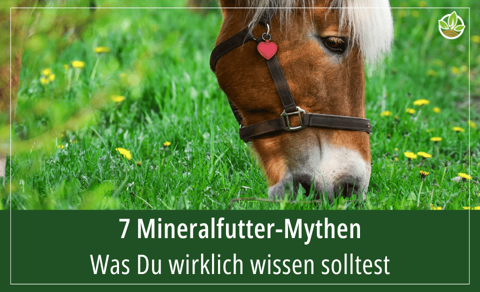 Ein Pferd frisst Gras, mit dem Text "7 Mineralfutter-Mythen – Was Du wirklich wissen solltest" darüber.