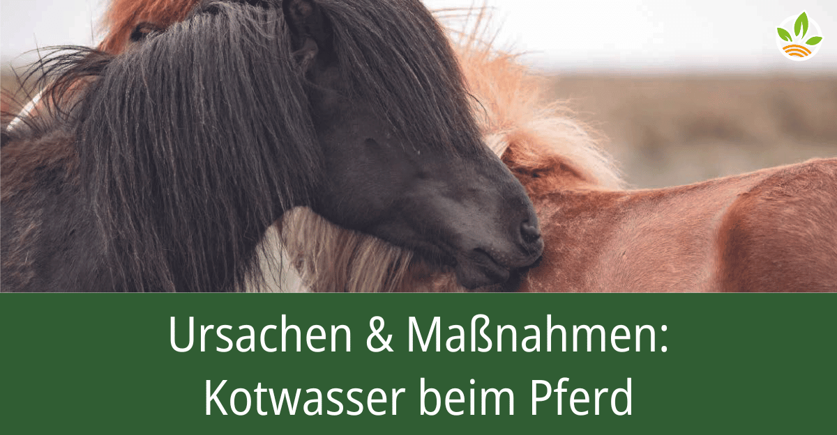 Zwei Pferde stehen nah beieinander mit dem Text "Ursachen & Maßnahmen: Kotwasser beim Pferd". Informieren Sie sich über die Ursachen und Behandlungsmaßnahmen für Kotwasser bei Pferden.