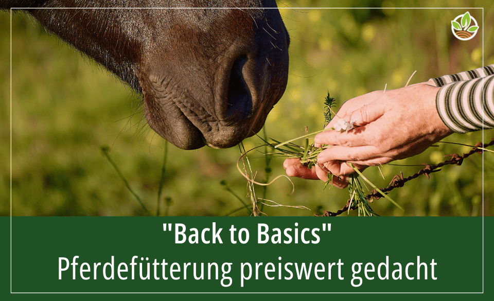 Eine Hand füttert ein Pferd mit Gras, mit dem Text "Back to Basics – Pferdefütterung preiswert gedacht"