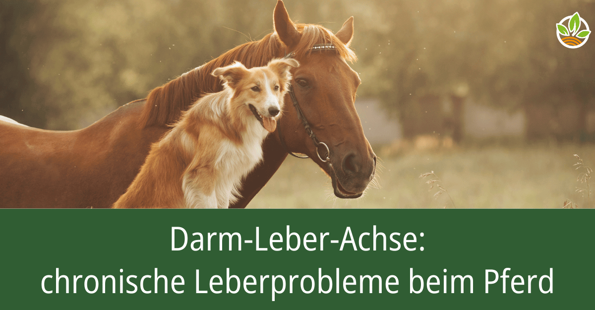 Pferd und Hund auf einer Wiese mit dem Text "Darm-Leber-Achse: chronische Leberprobleme beim Pferd". Erfahren Sie mehr über die Zusammenhänge zwischen Darmgesundheit und chronischen Leberproblemen bei Pferden.