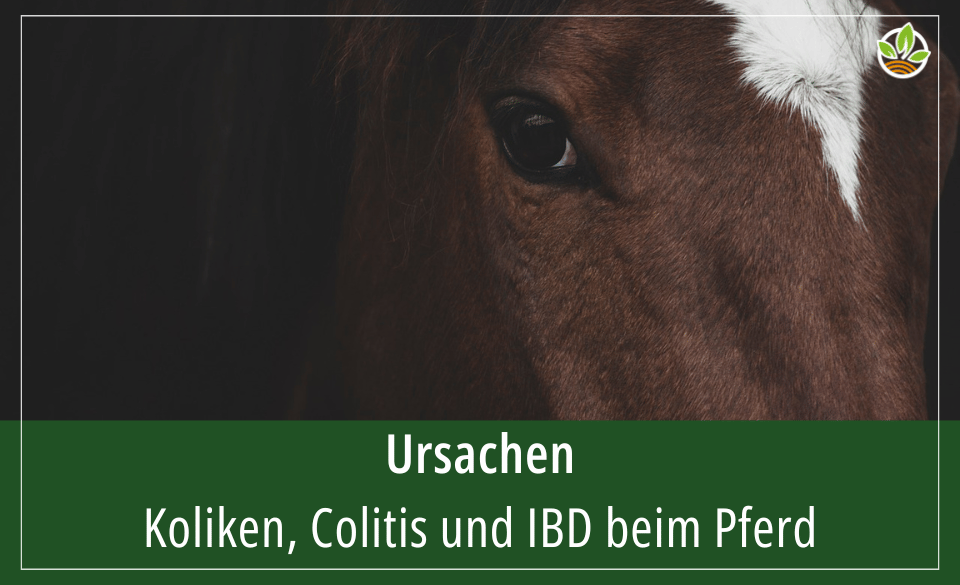 Nahaufnahme eines Pferdekopfes, mit dem Text "Ursachen – Koliken, Colitis und IBD beim Pferd" darüber.