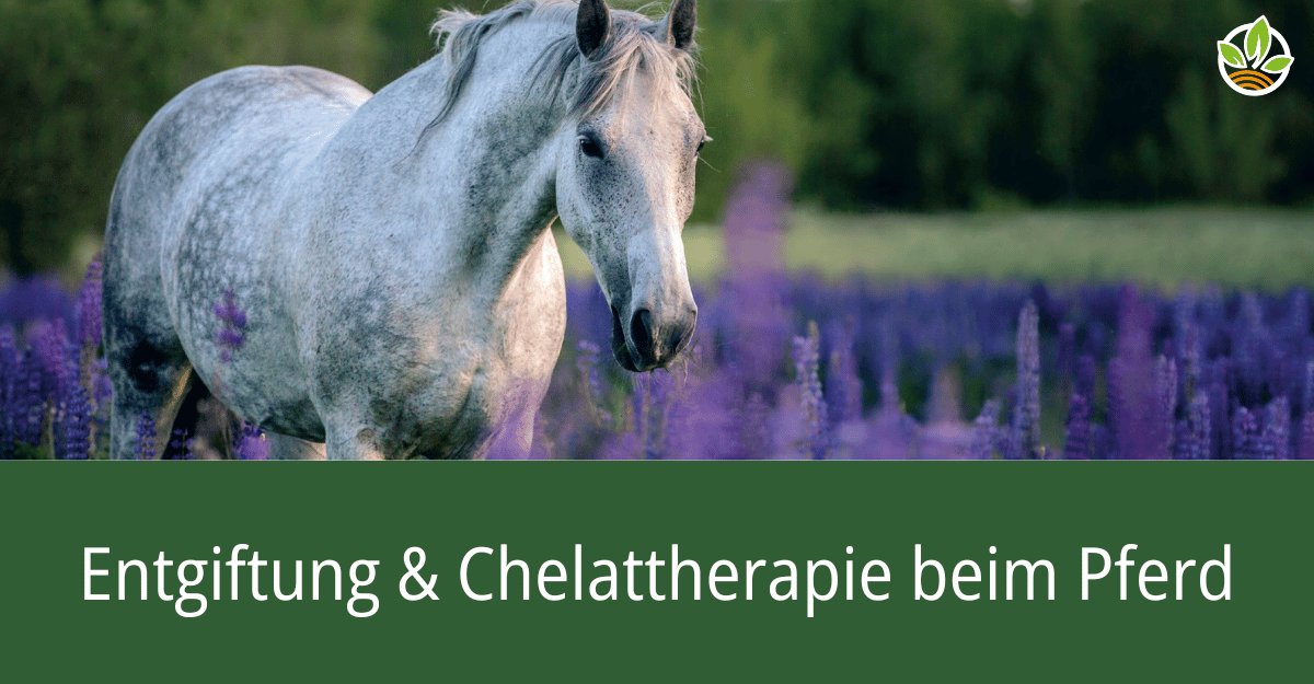 Grafik des Fachberichts über Entgiftung und Chelattherapie beim Pferd, zeigt ein Pferd (Schimmel) in einem Lavendelfeld unter dem Abendhimmel. Der Titel " Entgiftung und Chelattherapie beim Pferd" steht auch drauf.