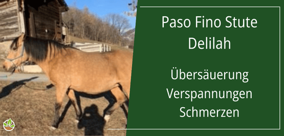 Bild der Paso Fino Stute Delilah, die mit Übersäuerung, Verspannungen und Schmerzen kämpft, aufgenommen nahe einem Holzunterstand.