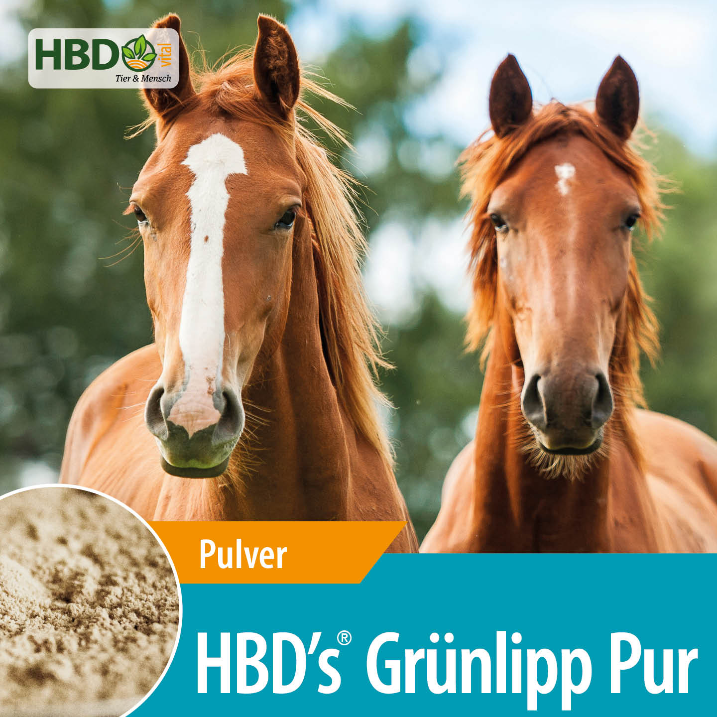 Shopbild für HBD’s Gruenlipp Pur - Das Bild zeigt den Produktnamen sowie den Hinweis, dass es sich um ein Pulver handelt. Zwei braune Pferde sind zu sehen.