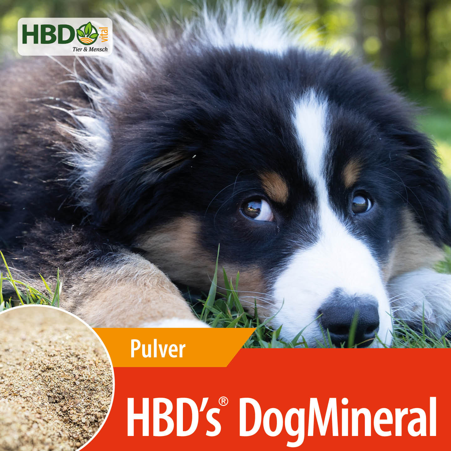 Shopbild für HBD's DogMineral - Das Bild zeigt den Produktnamen sowie den Hinweis, dass es sich um ein Pulver handelt. Ein braun/weiß/schwarzer Hund wird präsentiert.
