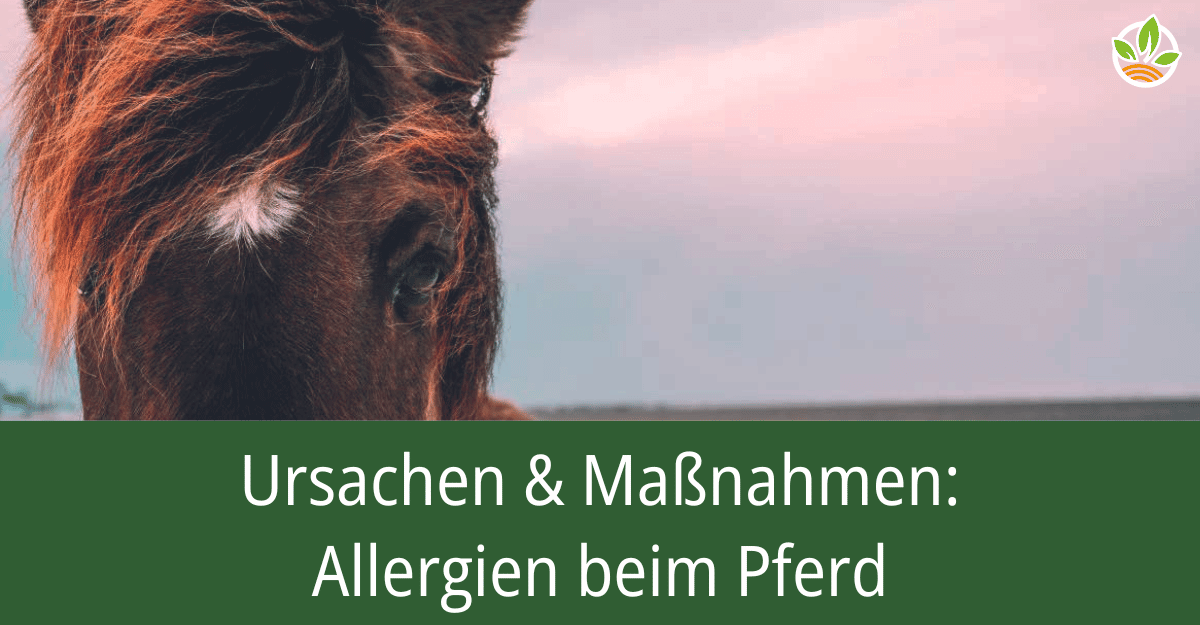 Nahaufnahme eines braunen Pferdes mit dem Titel: Ursachen & Maßnahmen: Allergien beim Pferd
