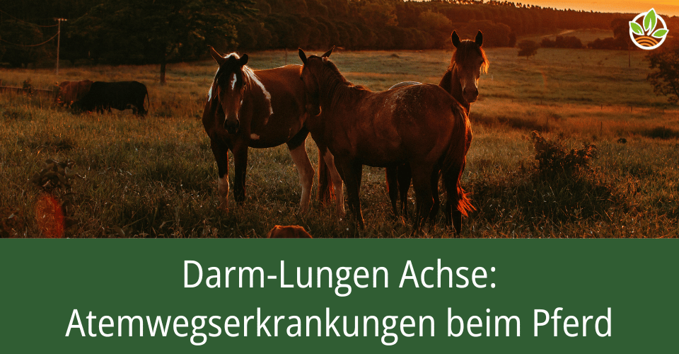 Pferde auf einer Wiese bei Sonnenuntergang mit dem Titel: Atemwegserkrankungen beim Pferd – Darm-Lungen Achse