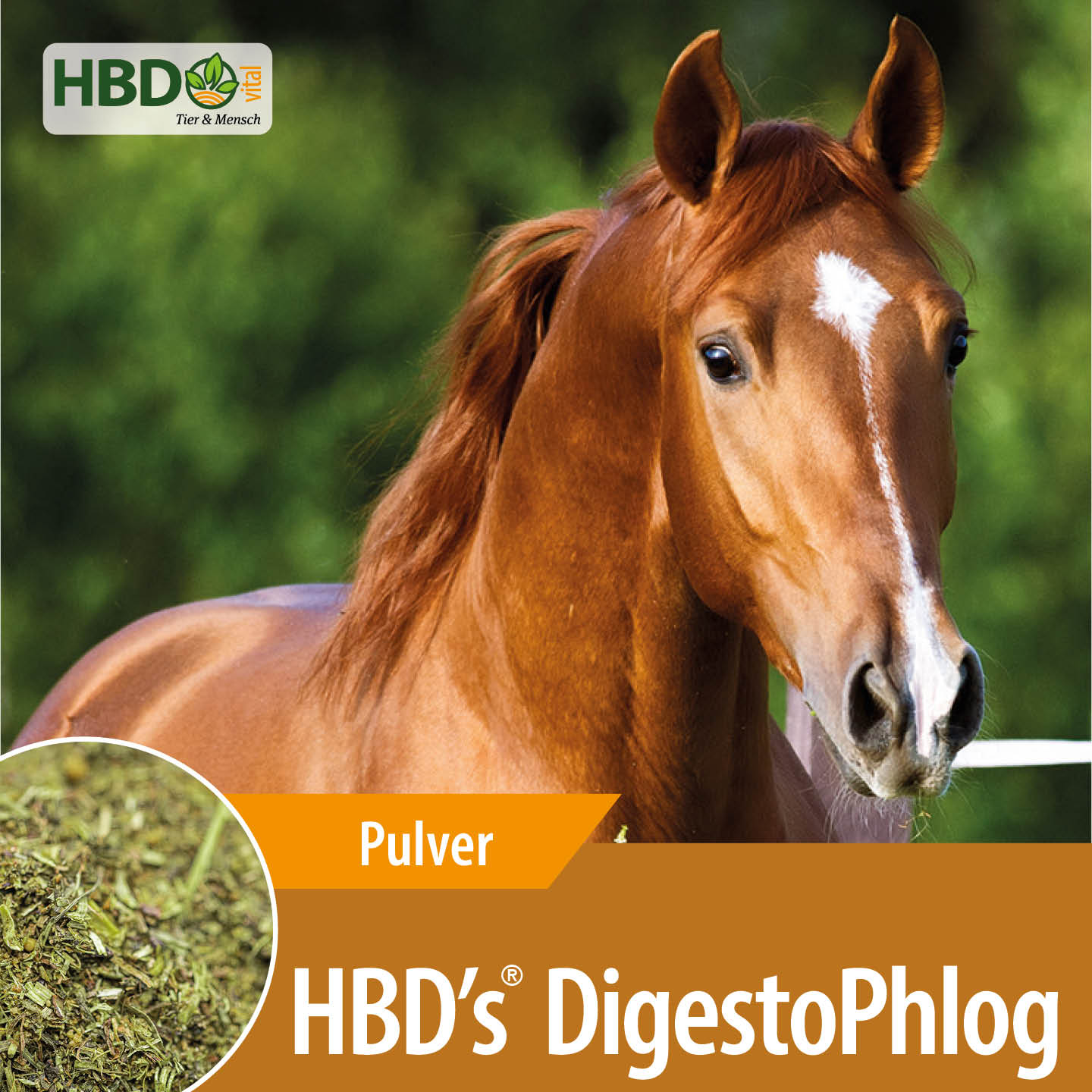 Shopbild für HBD's DigestoPhlog - Das Bild zeigt den Produktnamen  sowie den Hinweis, dass es sich um ein Pulver handelt. Ein hellbraunes Pferd ist zu sehen, was das Produkt visuell ansprechend präsentiert und seine Verwendung für Pferde