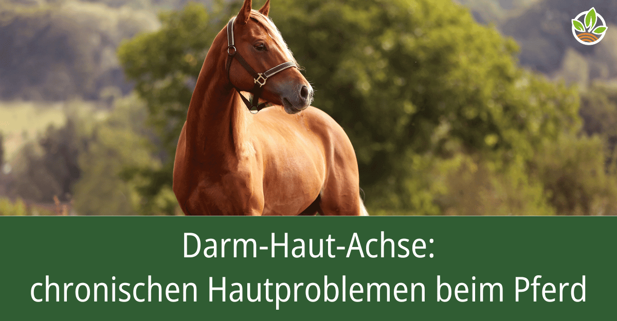Ein braunes Pferd im Freien mit dem Text "Darm-Haut-Achse: chronischen Hautproblemen beim Pferd". Erfahren Sie mehr über den Zusammenhang zwischen Darmgesundheit und Hautproblemen bei Pferden.