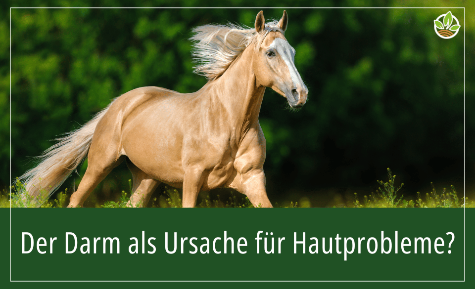 Ein Pferd galoppiert über eine Wiese, mit dem Text "Der Darm als Ursache für Hautprobleme?".