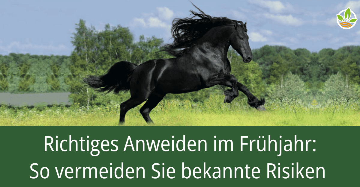 Ein schwarzes Pferd galoppiert auf einer Wiese mit dem Titel: Richtiges Anweiden im Frühjahr: So vermeiden Sie bekannte Risiken