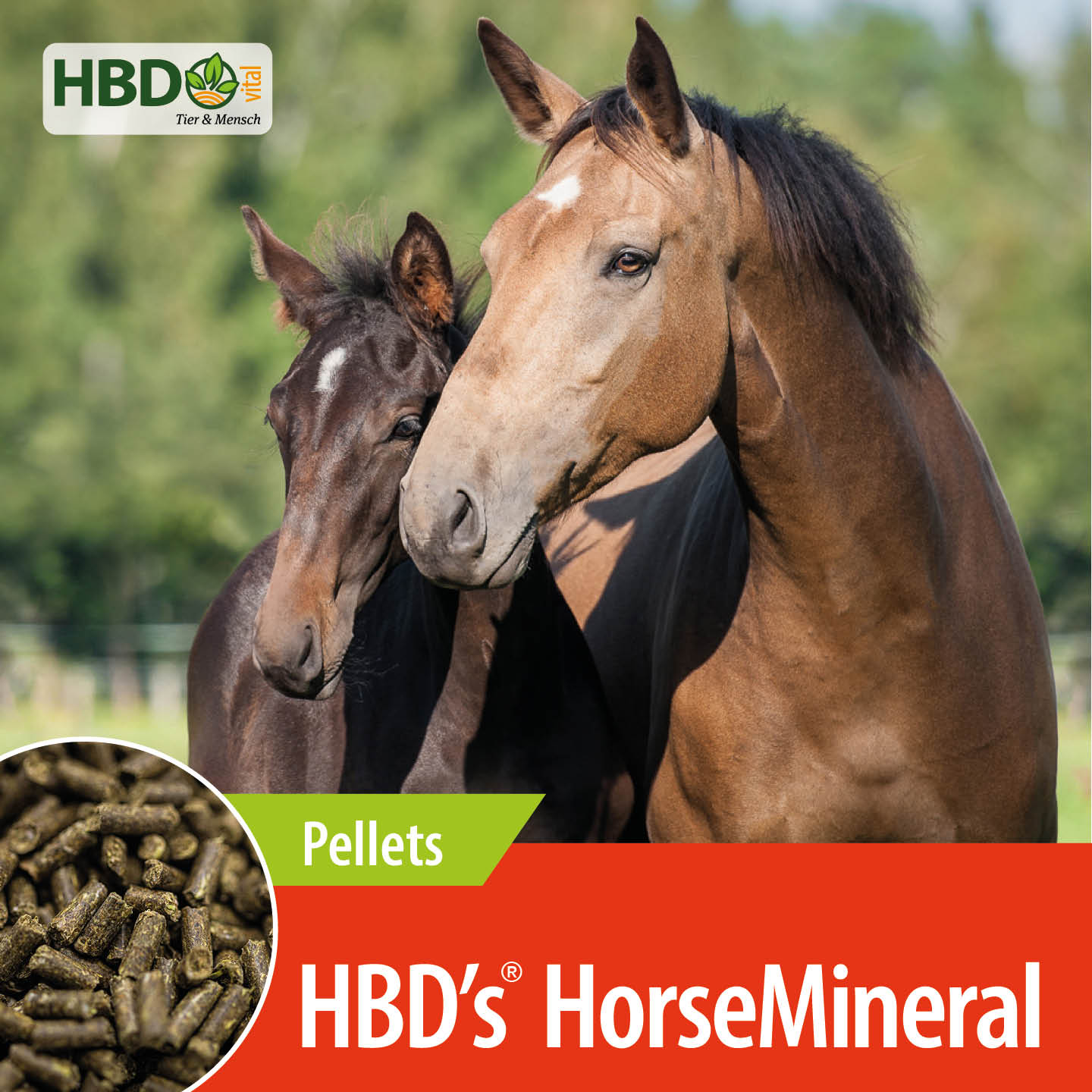 Shopbild für HBD’s HorseMineral Pellets - Das Bild zeigt den Produktnamen HBD’s HorseMineral Pellets. Zwei Pferde sind zu sehen, eines hellbraun, das andere dunkelbraun.