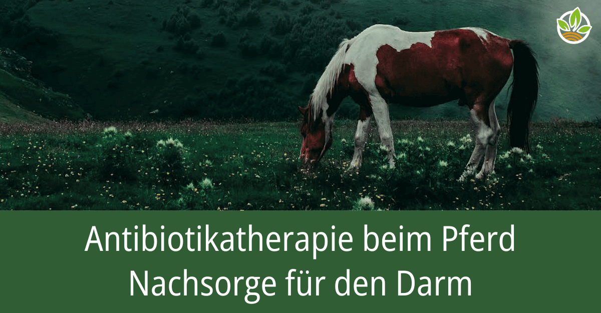 Ein Pferd grast auf einer grünen Wiese mit dem Text "Antibiotikatherapie beim Pferd – Nachsorge für den Darm". Der Fachbericht beschreibt die notwendige Nachsorge für das Darmmikrobiom nach einer Antibiotikabehandlung beim Pferd.