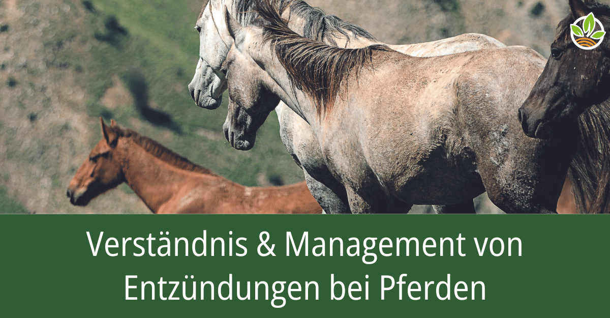 Eine Gruppe von Pferden im Freien mit dem Text "Verständnis & Management von Entzündungen bei Pferden". Erfahren Sie mehr über die Ursachen und das Management von Entzündungen bei Pferden.