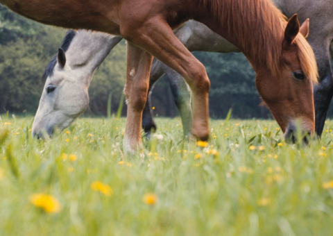 Ein Schimmel und ein braunes Pferd stehen auf einer saftigen Wiese und grasen