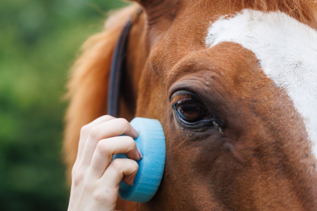 Ein Pferd wird mit dem Fellhüter und dem mitgelieferten Schwamm eingerieben.