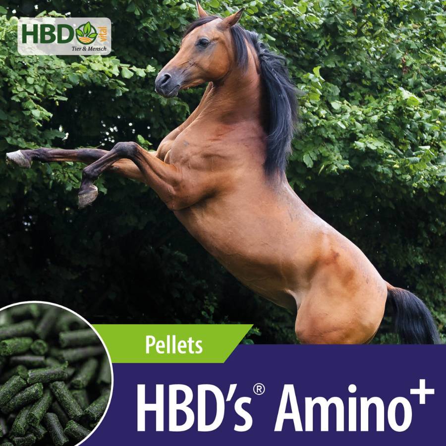 HBD’s Amino+: essentielle Aminosäuren für Pferde als Pellets - Bild zeigt deutlich den Produktnamen und die Information, dass es sich um Pellets handelt, sowie ein steigendes braunes Pferd.
