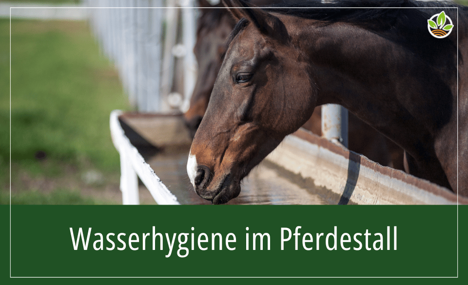 Ein Pferd trinkt aus einem Wasserbehälter, mit dem Text "Wasserhygiene im Pferdestall"