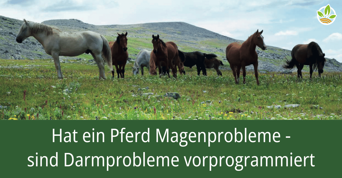 Mehrere Pferde grasen auf einer Wiese mit dem Text "Hat ein Pferd Magenprobleme - sind Darmprobleme vorprogrammiert". Der Fachbericht erläutert, wie Magenprobleme bei Pferden oft zu Darmproblemen führen und welche Maßnahmen zur Prävention und Behandlung e