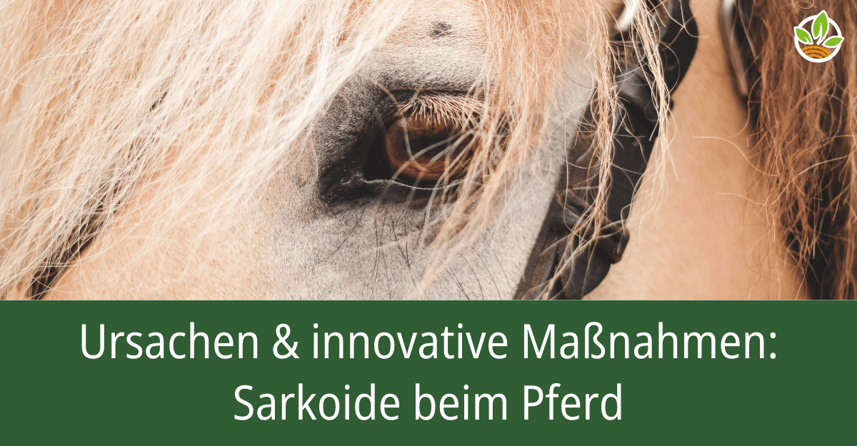 Detailaufnahme eines Pferdeauges mit dem Text "Ursachen & innovative Maßnahmen: Sarkoide beim Pferd". Erfahren Sie mehr über die Ursachen und Behandlungsoptionen für Sarkoide bei Pferden.