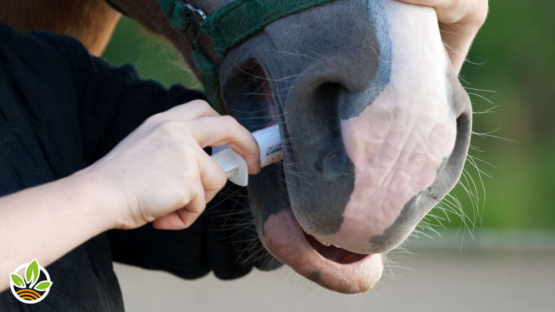 Ein Mensch gibt einem Pferd eine Injektion durch eine Spritze ins Maul