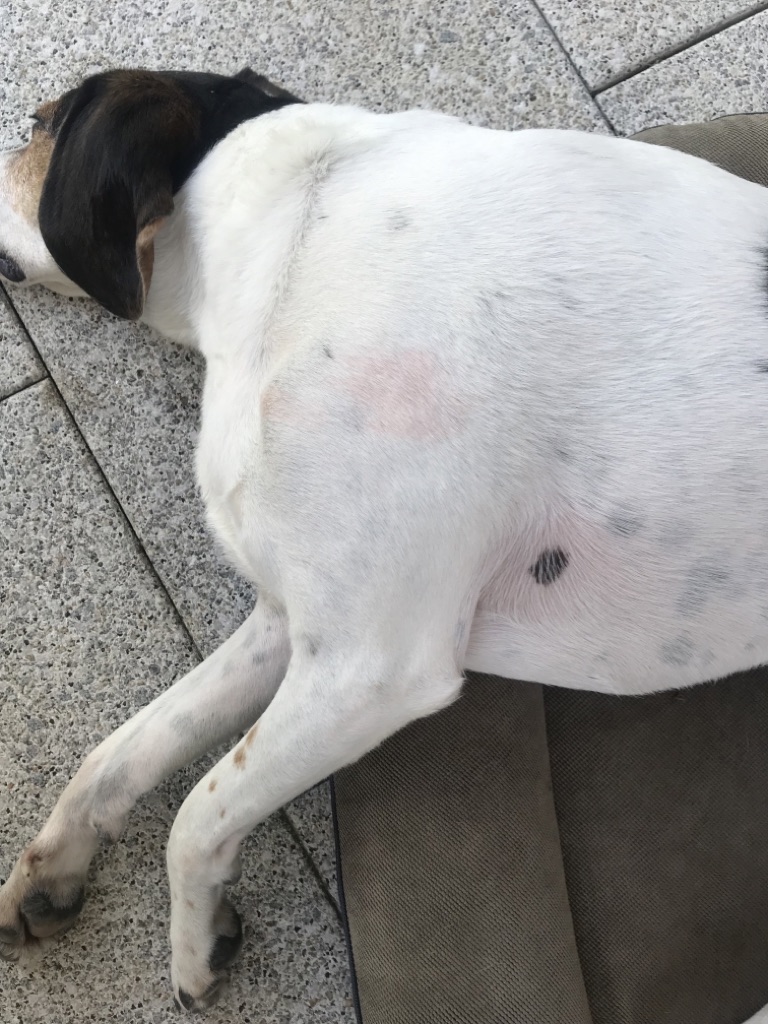 Hund Fido mit allergischem Ausschlag am Körper