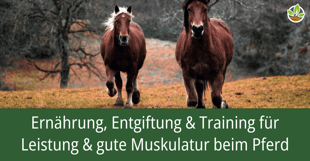 Zwei Pferde galoppieren auf einer Wiese mit dem Text "Ernährung, Entgiftung & Training für Leistung & gute Muskulatur beim Pferd". Entdecken Sie, wie Sie durch gezielte Ernährung, Entgiftung und Training die Muskulatur und Leistung Ihres Pferdes verbesser