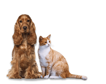 Abbildung eines braunen Cockerspaniels und einer sitzenden orange-weißen Katze