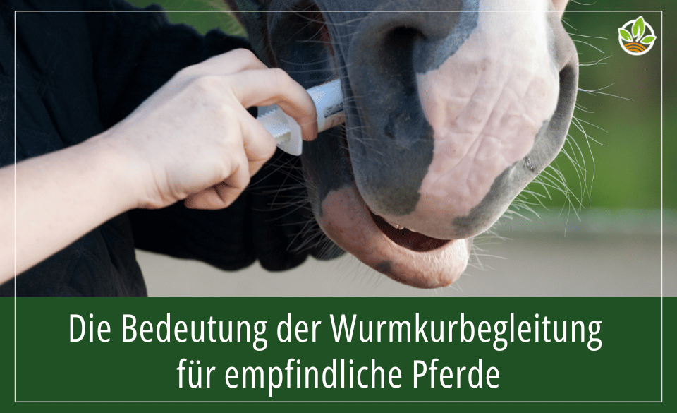 Nahaufnahme einer Person, die einem Pferd eine Wurmkur verabreicht, mit dem Text "Die Bedeutung der Wurmkurbegleitung für empfindliche Pferde".