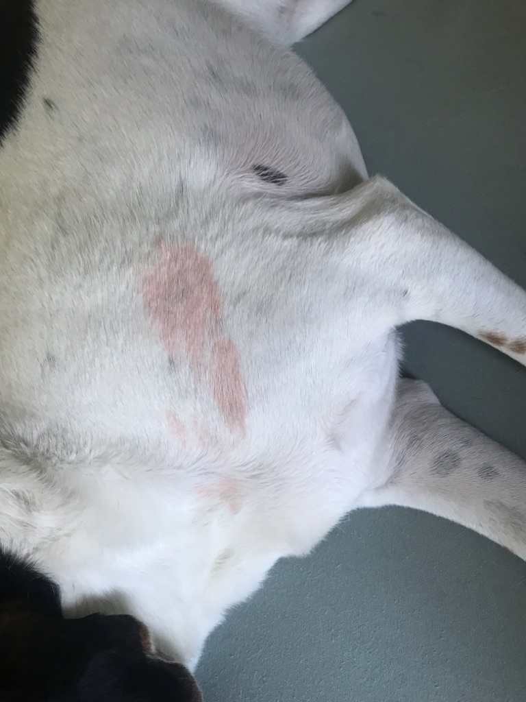 Hund Fido mit allergischem Ausschlag an Schulter