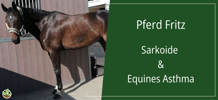 Foto des Pferdes Fritz, das an Sarkoiden und equinem Asthma leidet, aufgenommen vor einem Stall.